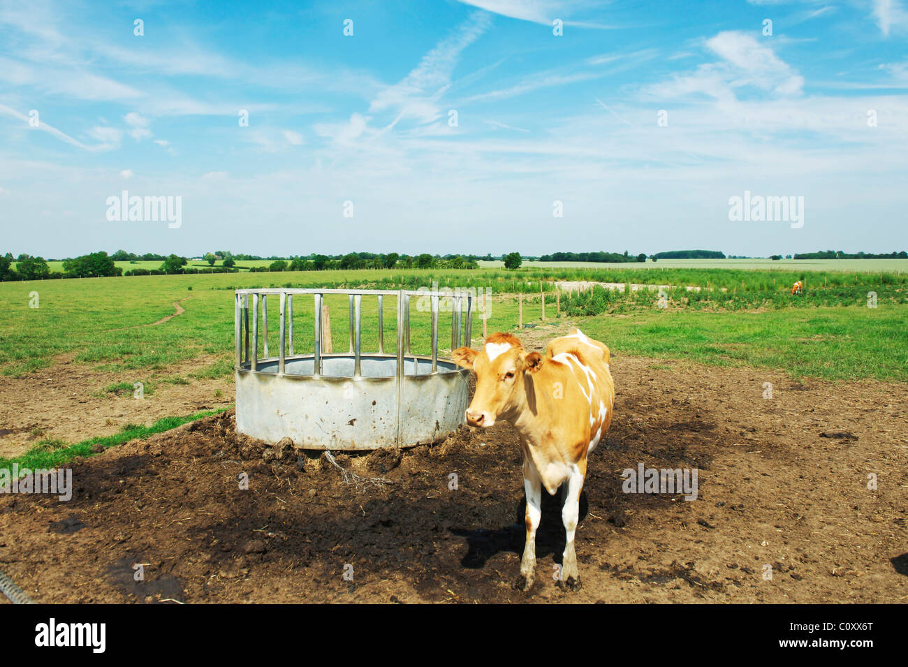 Vache solitaire se trouve dans un champ après les agriculteurs qui se nourrit d'une chaude journée d'été Banque D'Images