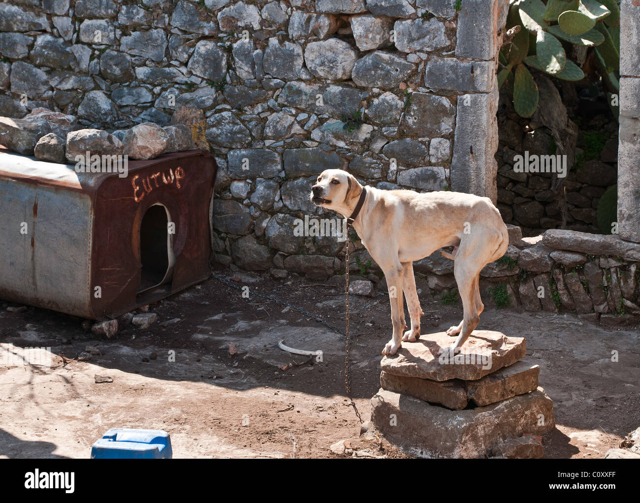Chien Queu Entre Les Jambes www.alamyimages.fr