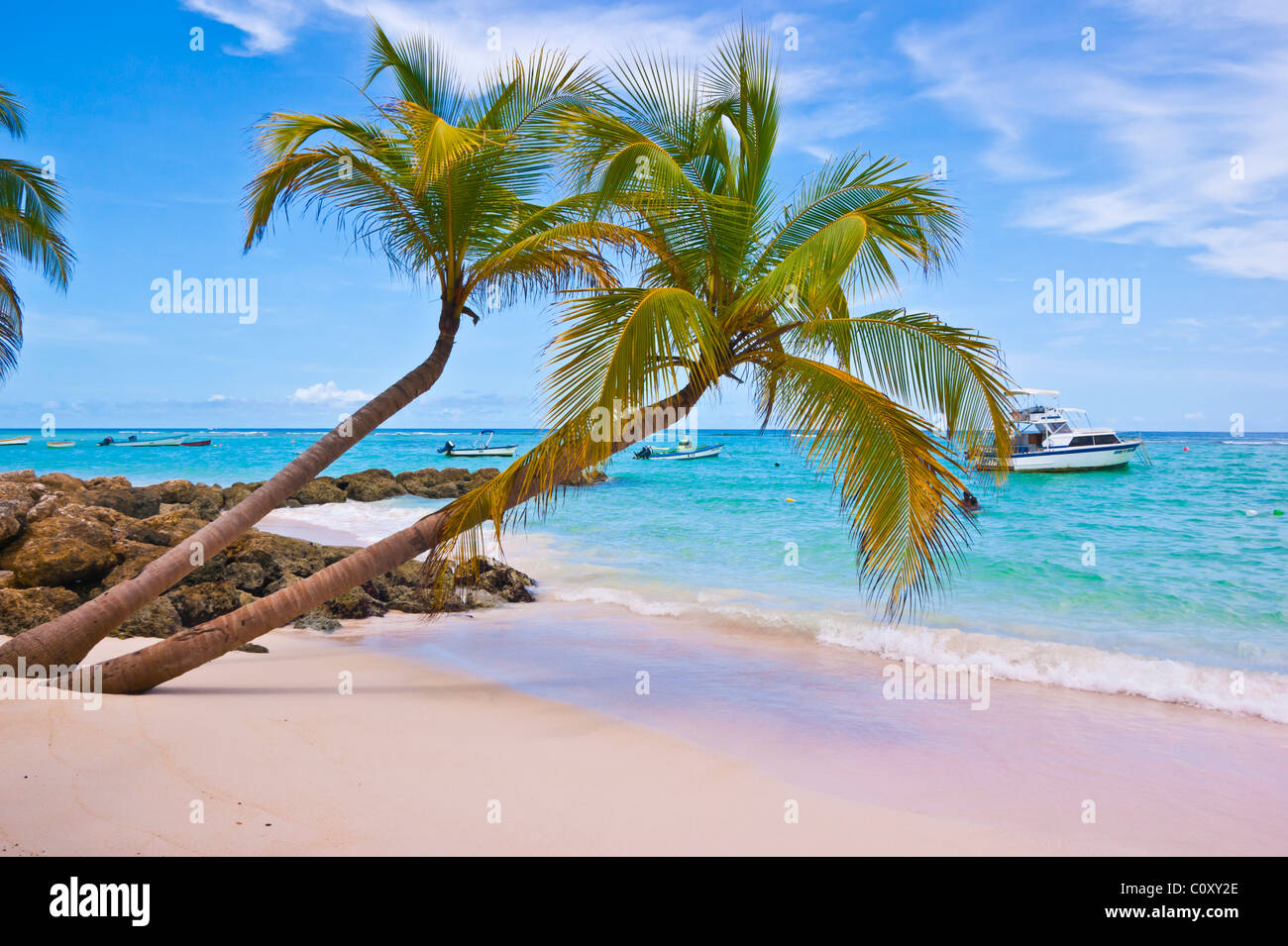 Palm tree classique et sur la plage près de St Lawrence Gap, Barbade Banque D'Images