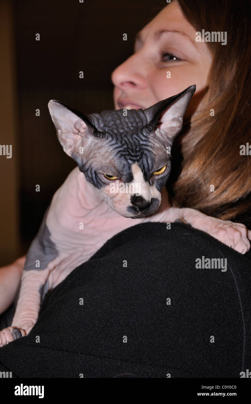 Chat Sphynx Banque D'Images