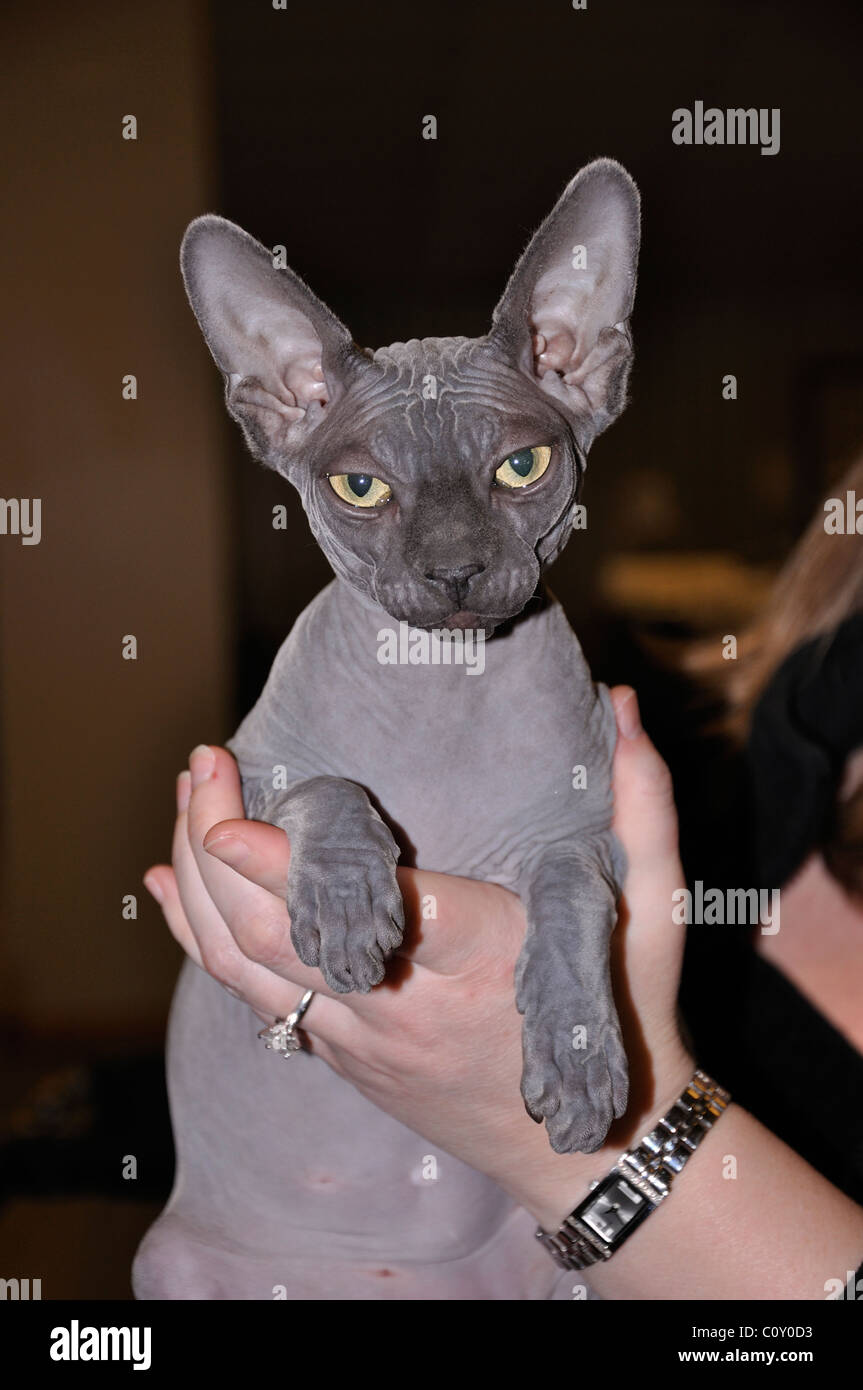 Chat Sphynx Banque D'Images