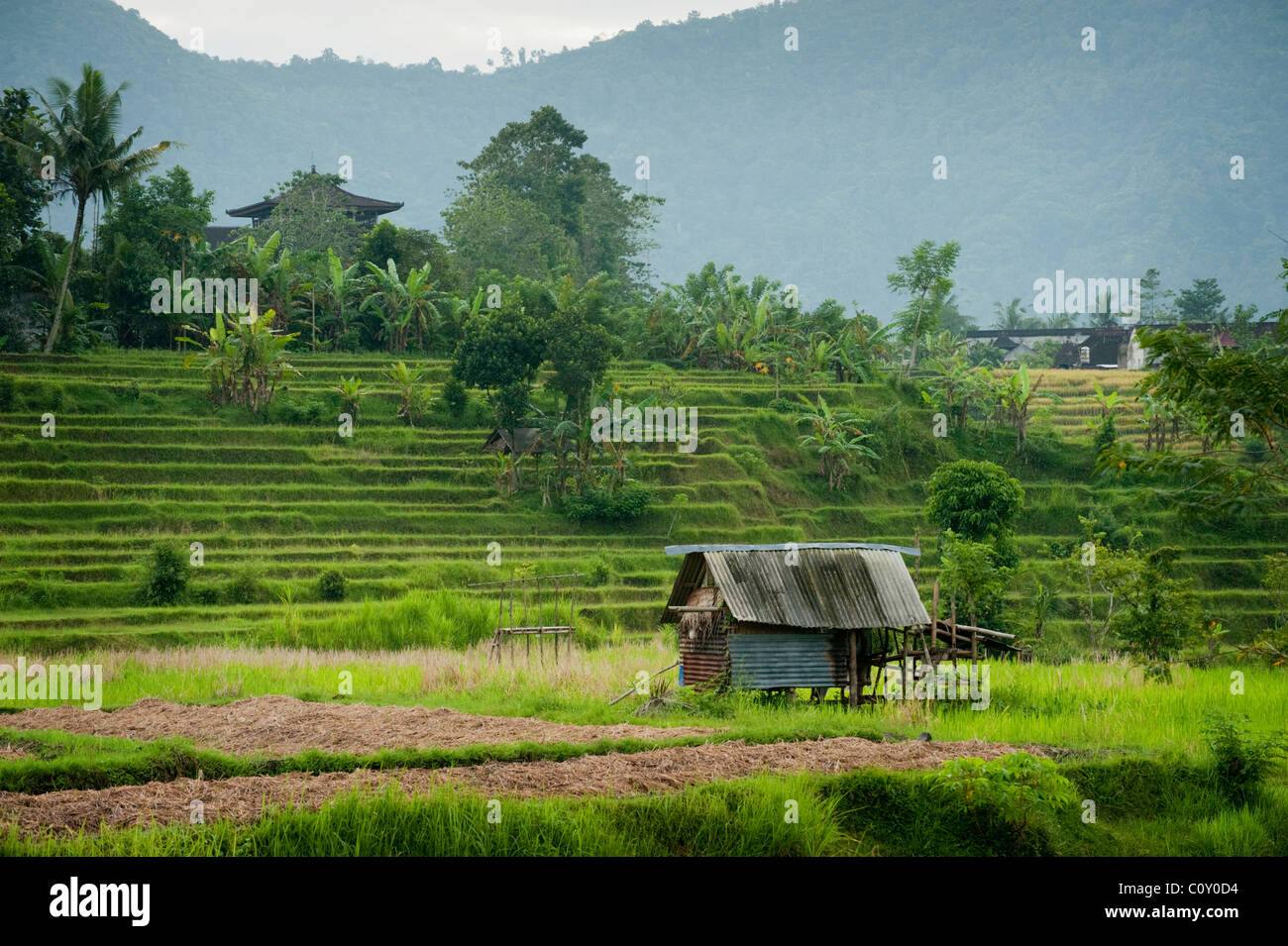 Les rizières de la vallée de Sideman dans Bali, Indonésie, sont particulièrement beaux et intéressants à explorer. Banque D'Images