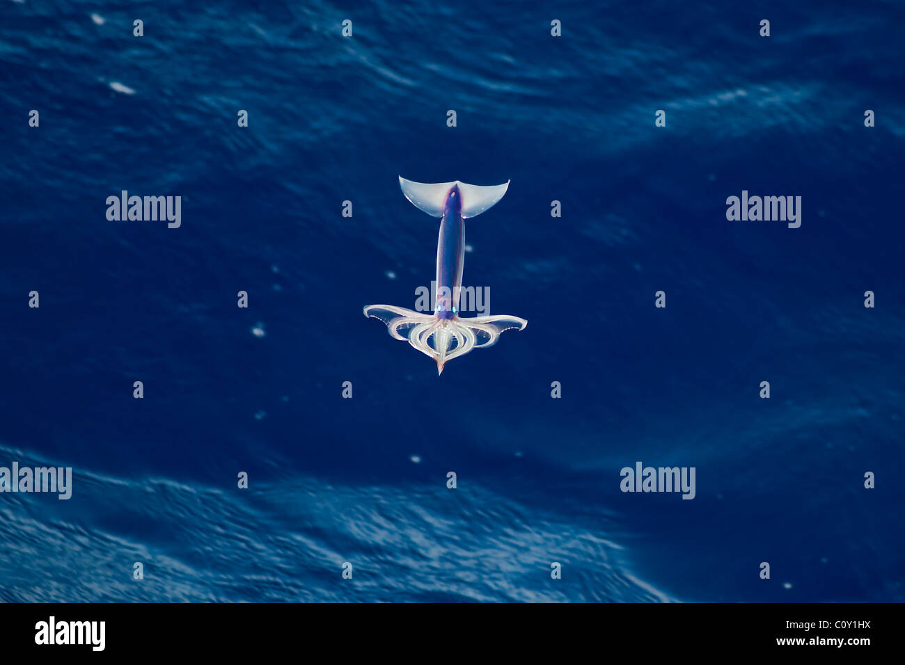 Très rare image d'un encornet volant néon (Ommastrephes bartramii) à la mi-air, l'océan Atlantique Sud. Banque D'Images