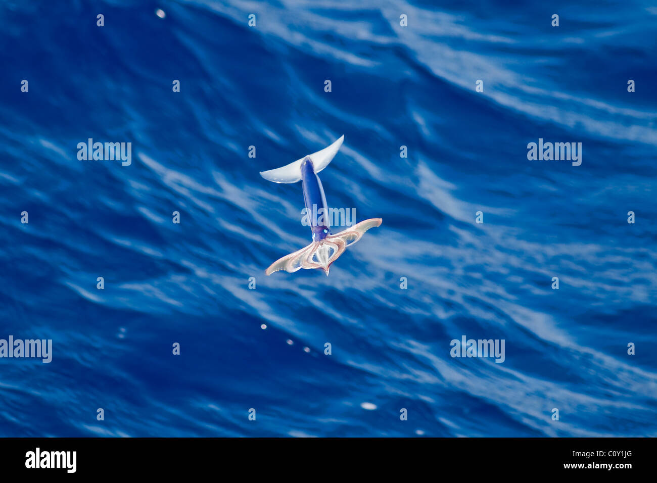 Très rare image d'une espèce de calmar volant néon (Ommastrephes bartramii) à la mi-air, l'océan Atlantique Sud. Banque D'Images