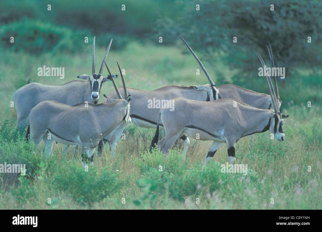 Oryx d'Afrique de l'Est - oryx de beisa (Oryx gazella beisa oryx de beisa - troupeau) marche - Samburu NP - Kenya - Afrique de l'Est Banque D'Images