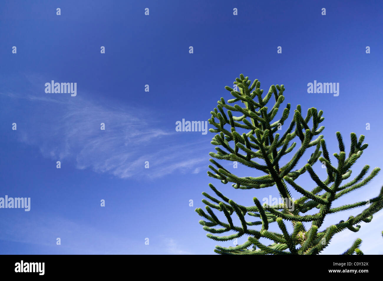 Arbre généalogique monkey puzzle contre un ciel bleu profond Banque D'Images
