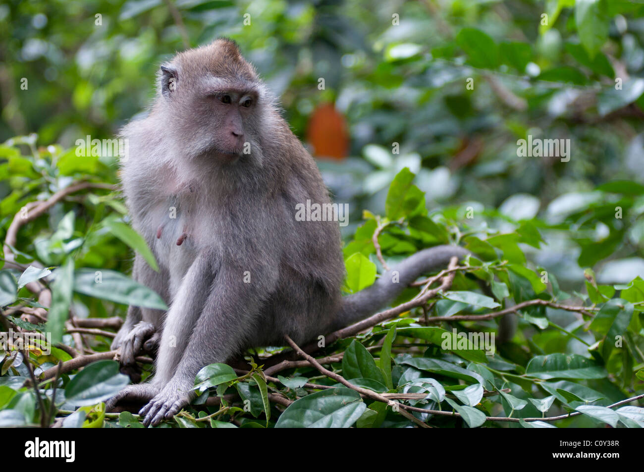 Longue queue macacques balinais Banque D'Images