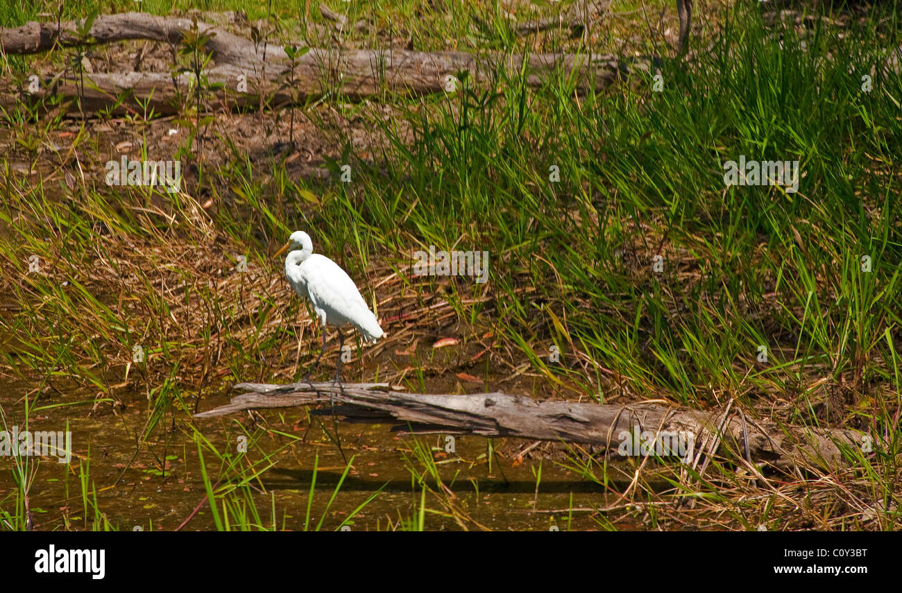 Les oiseaux dans le Parc National de Kakadu, Australie Banque D'Images