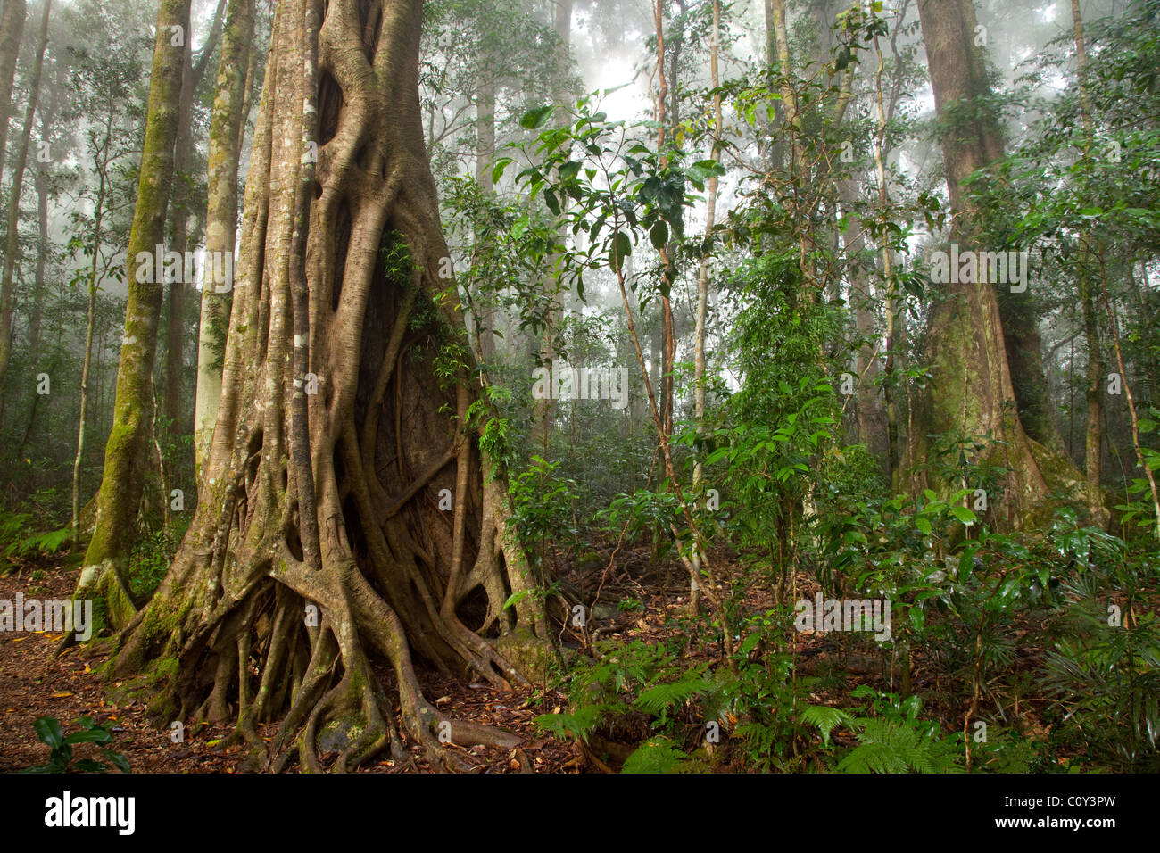 Binna Burra rainforest subtropicale, section, Parc National de Lamington, Queensland, Australie Banque D'Images