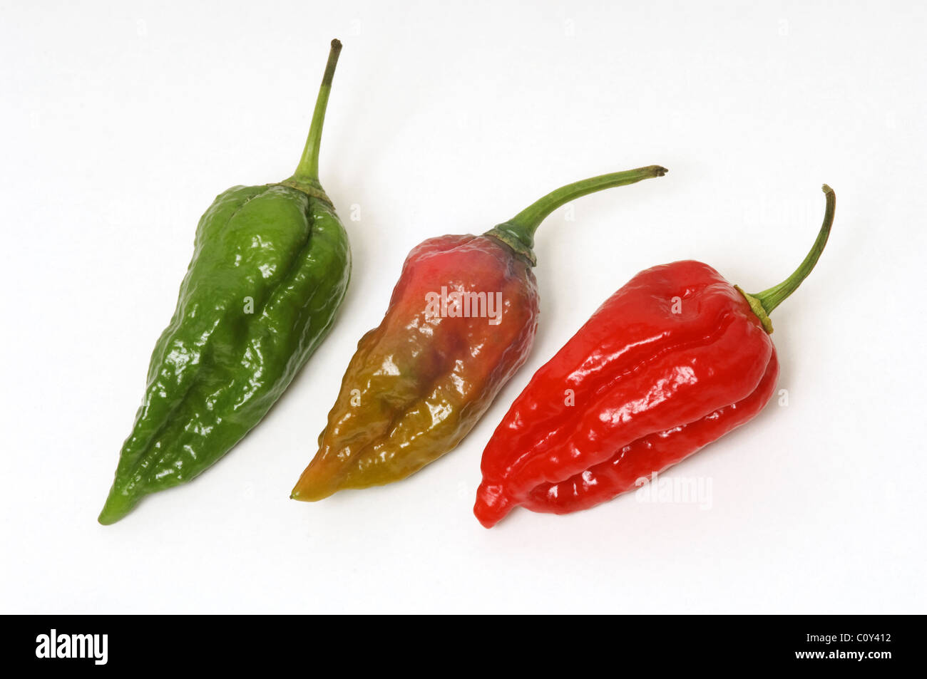 Piment Naga Dorset sur fond blanc Banque D'Images