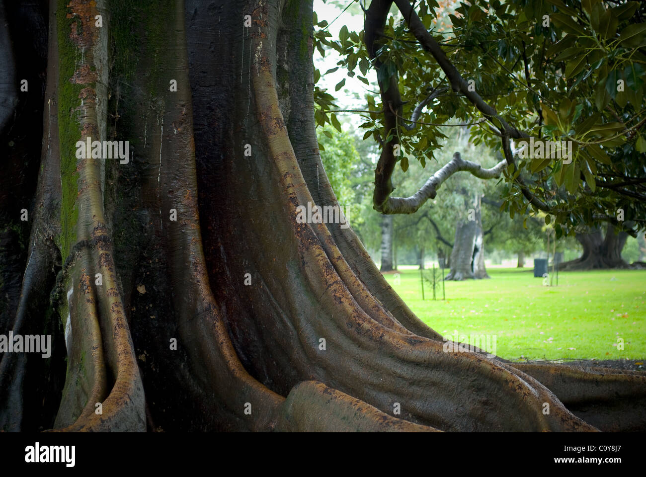 Système racinaire d'un baie de Moreton figuier (Ficus) parc d'Adélaïde, Australie du Sud. Banque D'Images