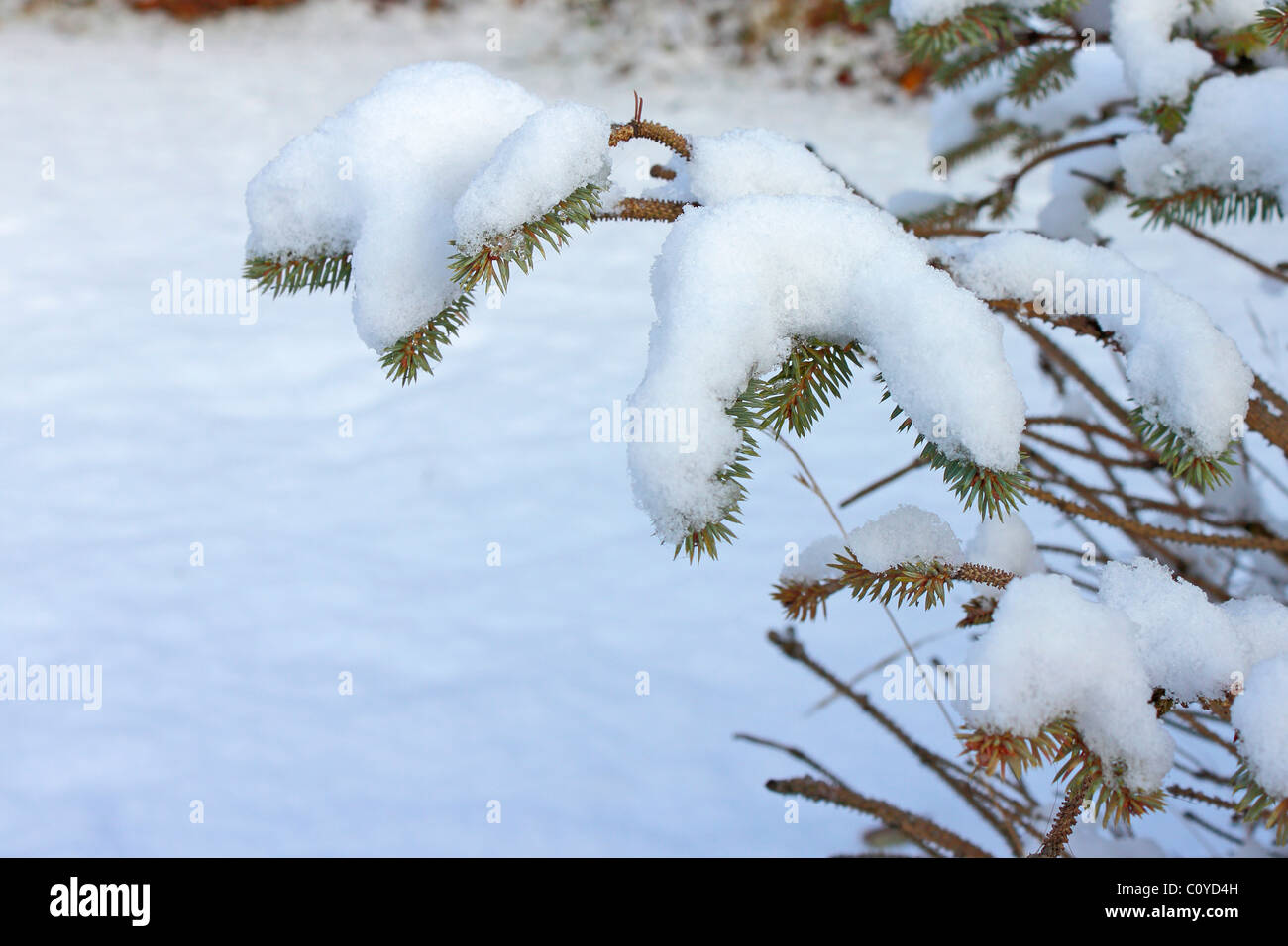 La neige sur les branches d'arbres Banque D'Images