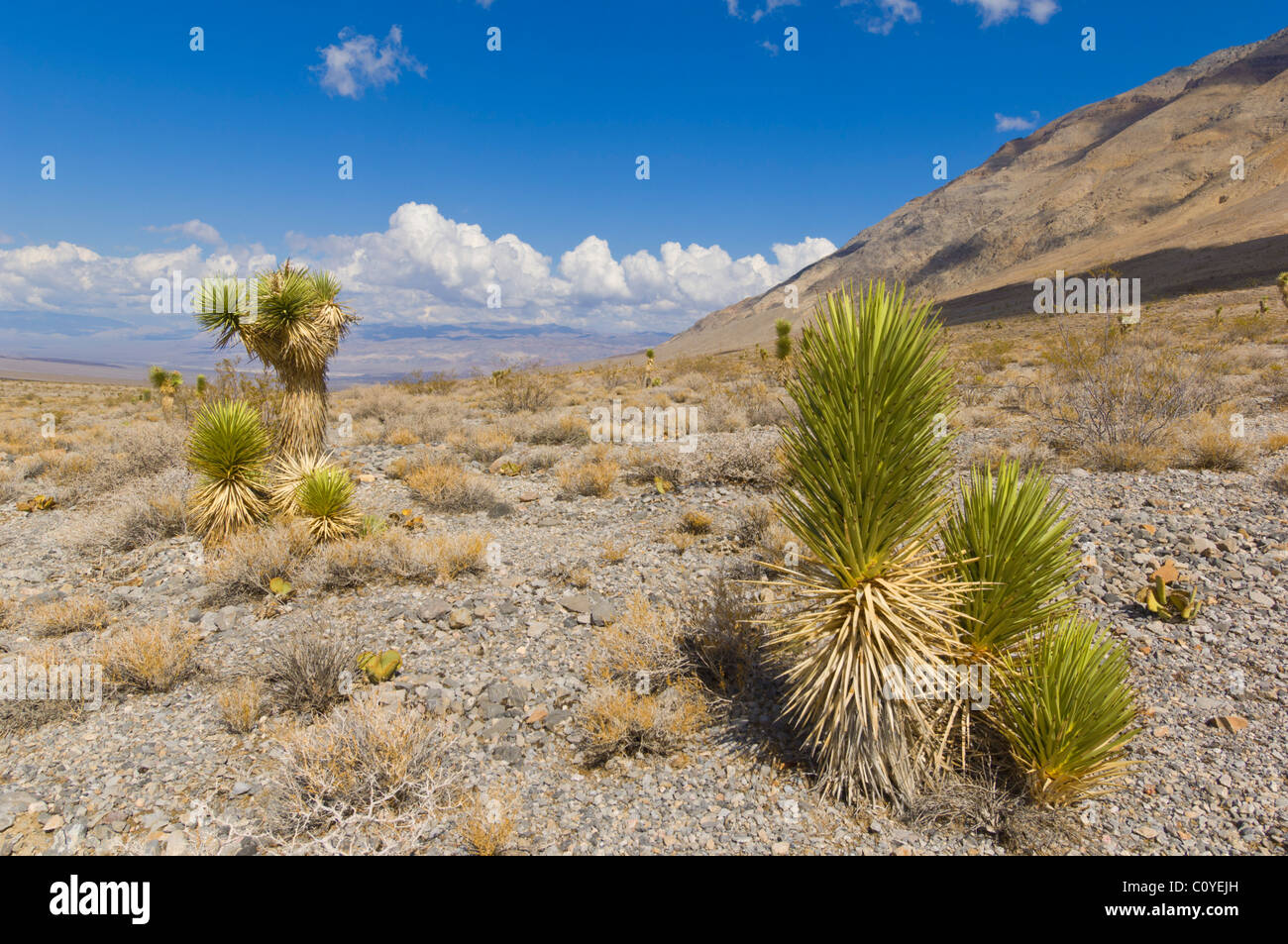 Joshua tree forest, Yucca brevifolia, sur la route de l'Hippodrome, la Death Valley National Park, California, USA Banque D'Images