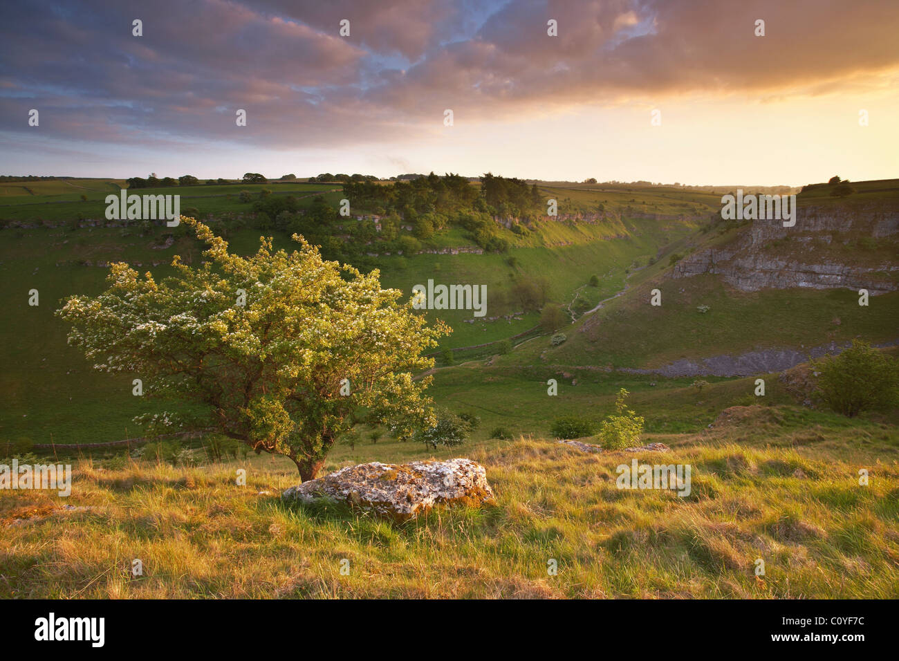 Arbre généalogique à Lathkill Hawthorne Dale Banque D'Images