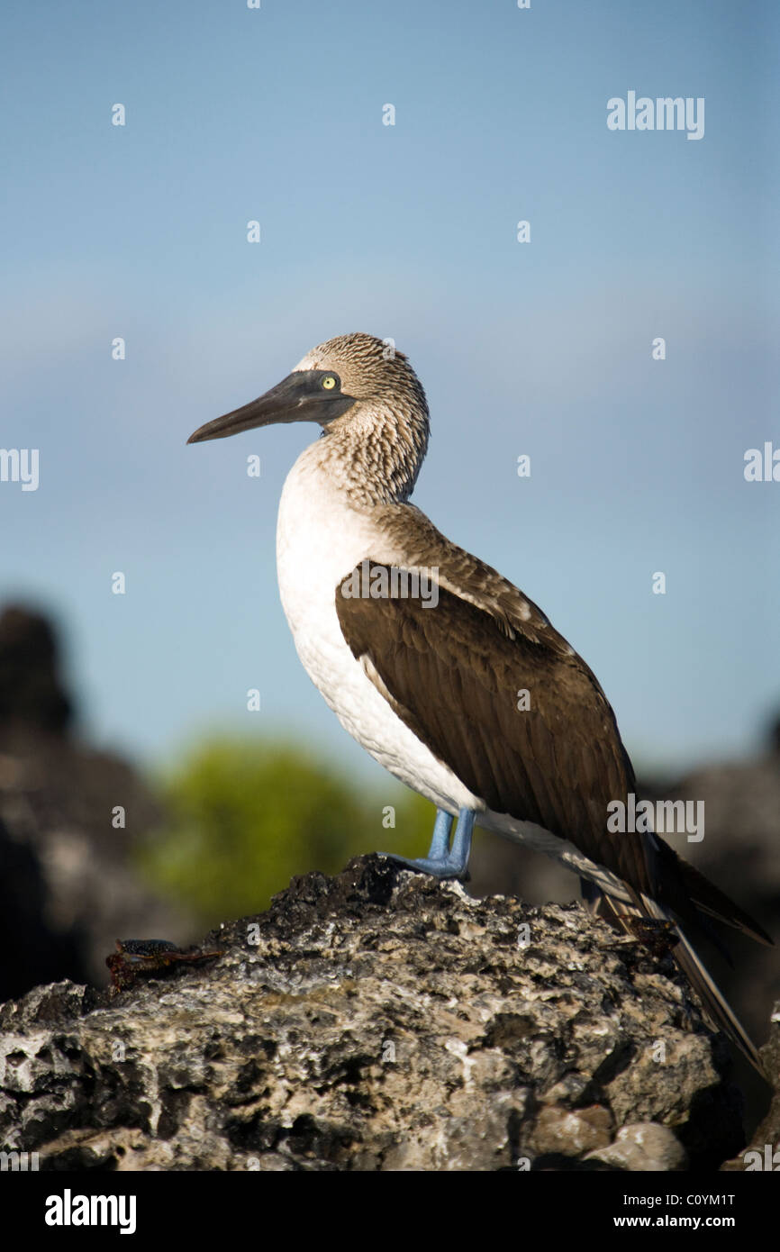 Fou à pieds bleus - Islote Tintoreras - près de l'île Isabela - Îles Galapagos, Equateur Banque D'Images