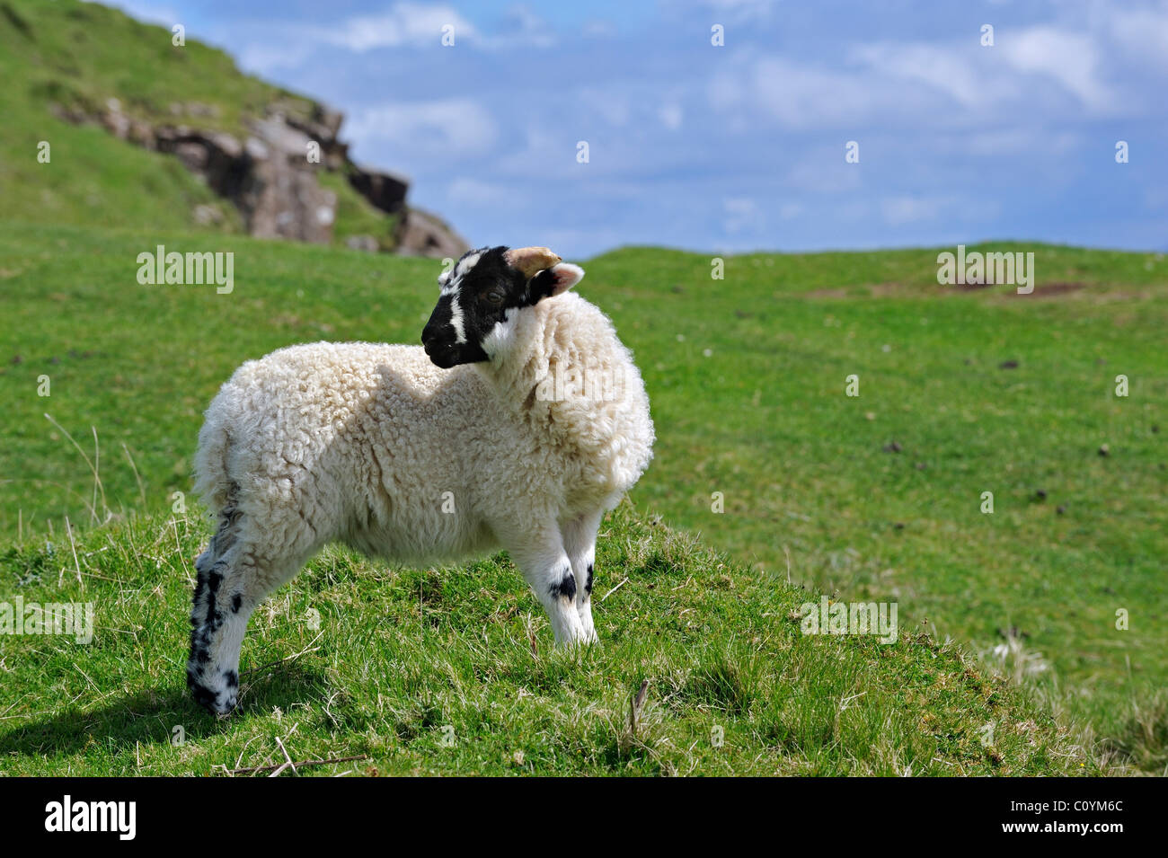 Écossais Black face / Blackface (Ovis aries) agneau dans les Highlands, Ecosse, Royaume-Uni Banque D'Images