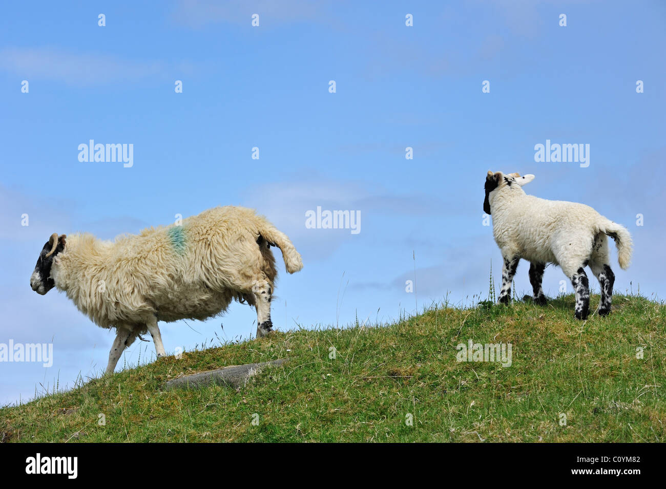 Écossais Black face / Blackface (Ovis aries) Brebis et d'agneaux dans les Highlands, Ecosse, Royaume-Uni Banque D'Images