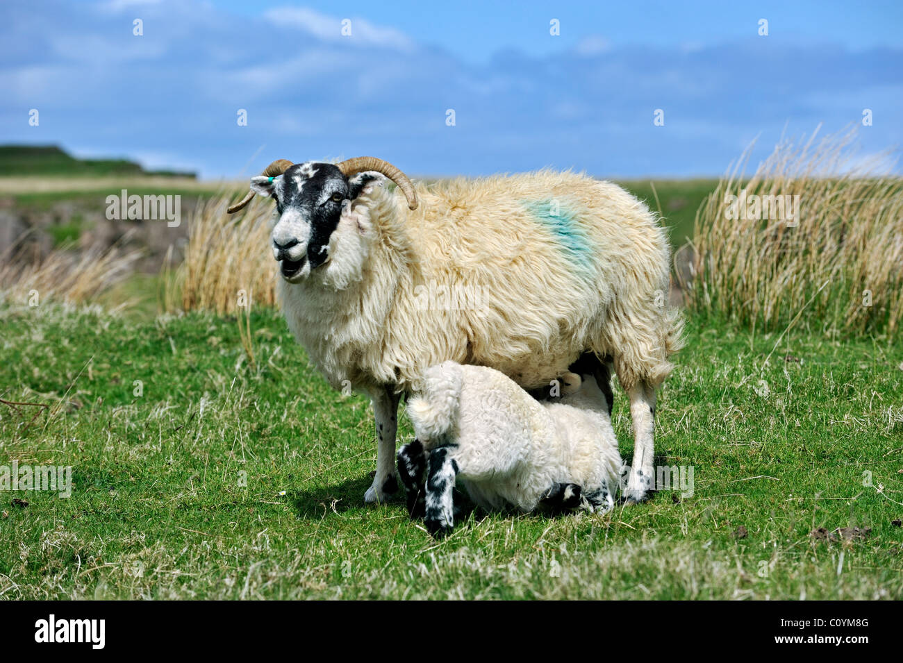 Écossais Black face / Blackface (Ovis aries) agneau de lait de brebis en champ dans les Highlands, Ecosse, Royaume-Uni Banque D'Images