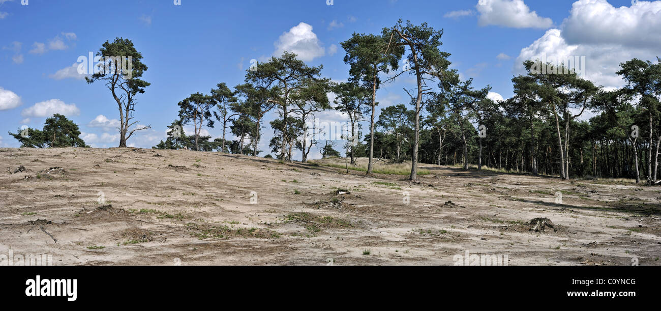 Le déboisement des forêts de pins pour restaurer heath paysage à la nature reserve Kalmthoutse Heide, Belgique Banque D'Images