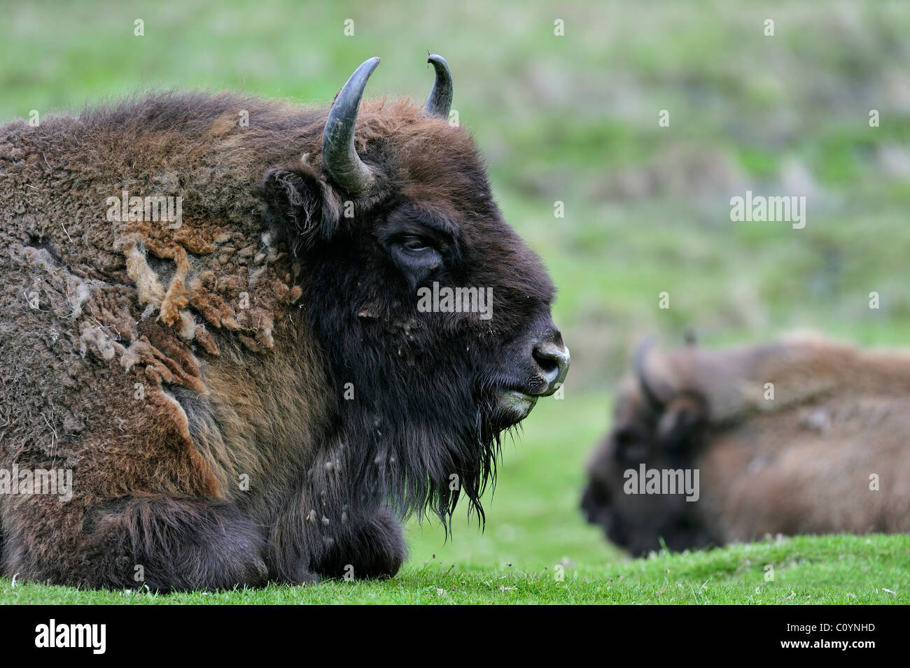 Bison / bison d'Europe (Bison bonasus) reposant dans les prairies, Ecosse, Royaume-Uni Banque D'Images