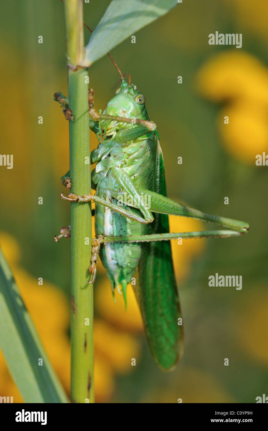(Tettigonia viridissima) mâle sur l'essuyage Banque D'Images