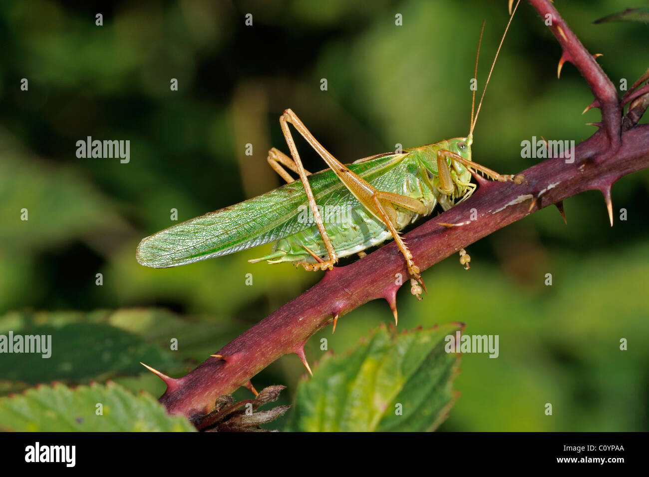 Bush vert Tettigonia viridissima (cricket) mâle sur blackberry bush Banque D'Images