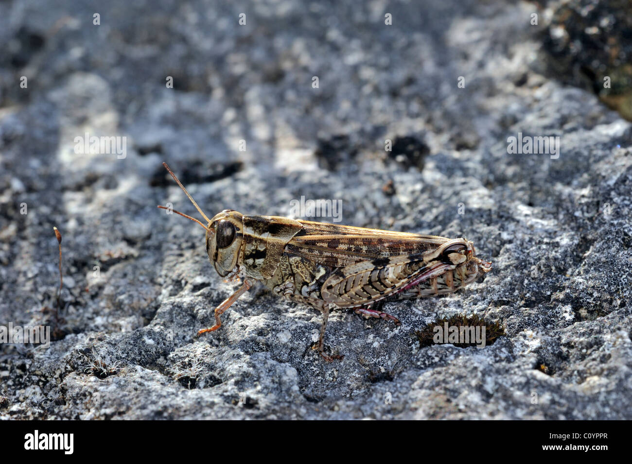 Criquet italien (Calliptamus italicus) sur la roche, la Brenne, France Banque D'Images
