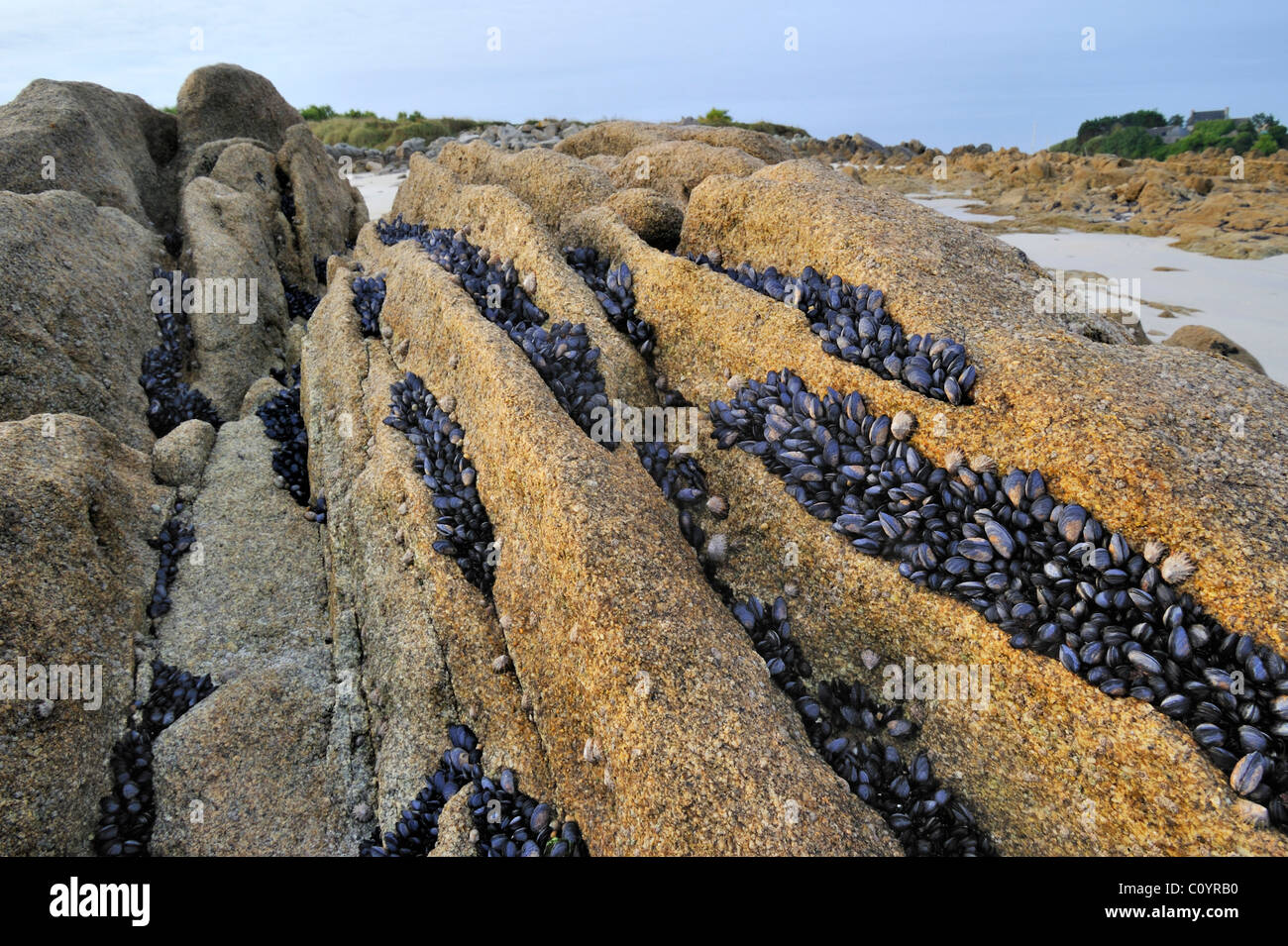 Chambres d'exposé conjoint / moules bleues (Mytilus edulis) sur des rochers à marée basse Banque D'Images