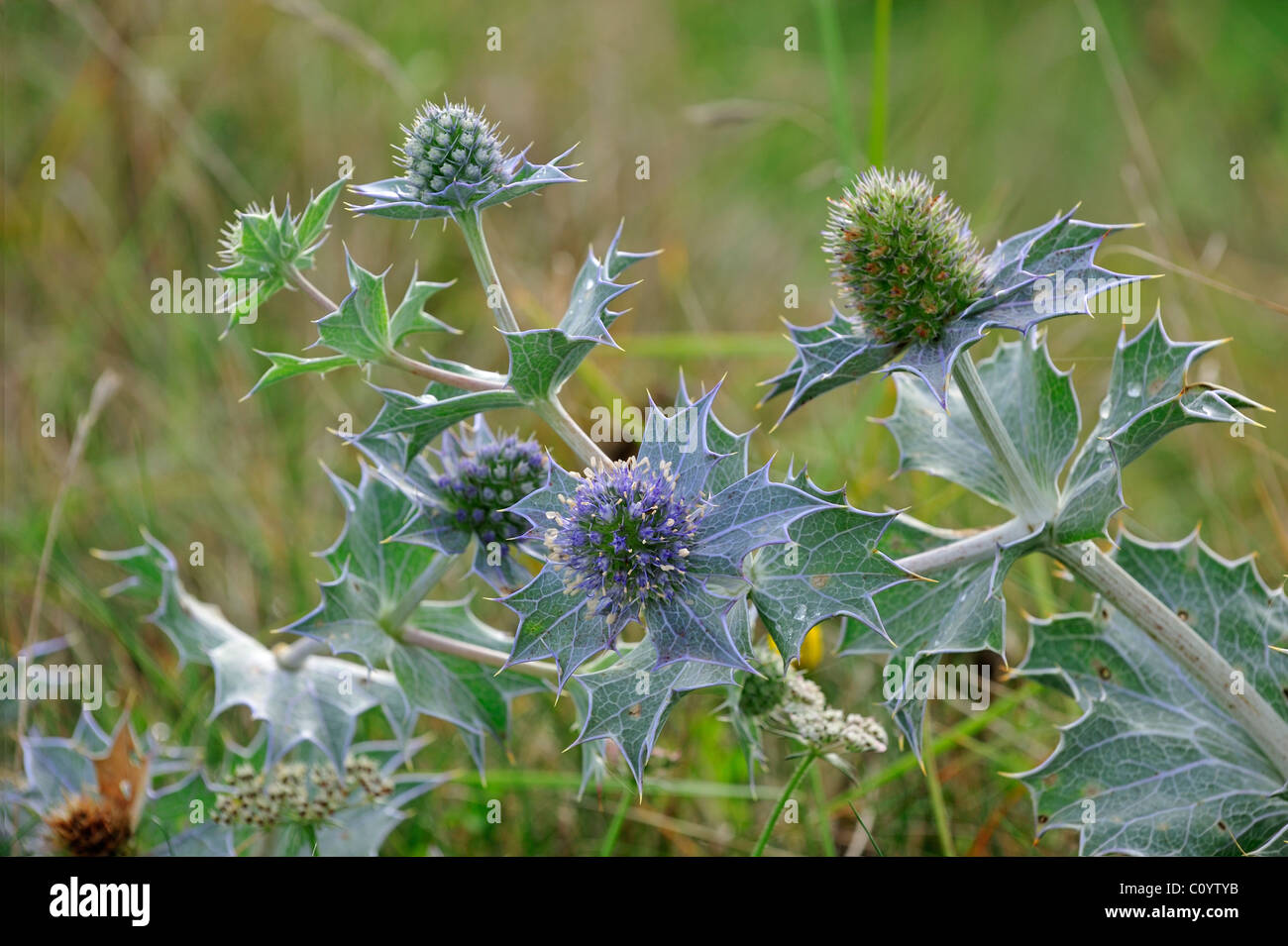 Holly (Eryngium maritimum mer / Eryngium maritimus) dans les dunes Banque D'Images