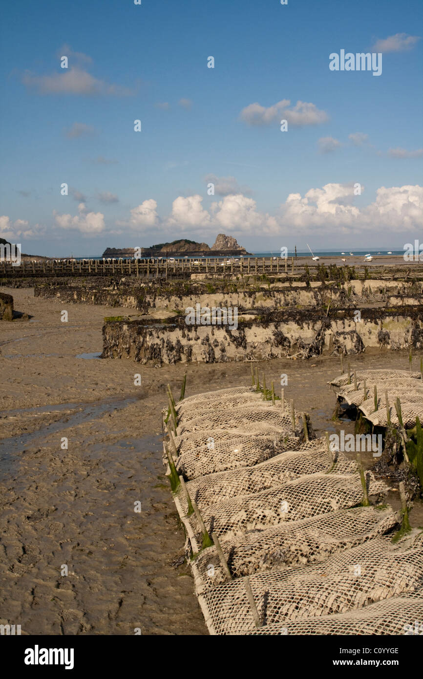 Sacs d'huîtres sur la plage de Cancale, Bretagne, France Banque D'Images