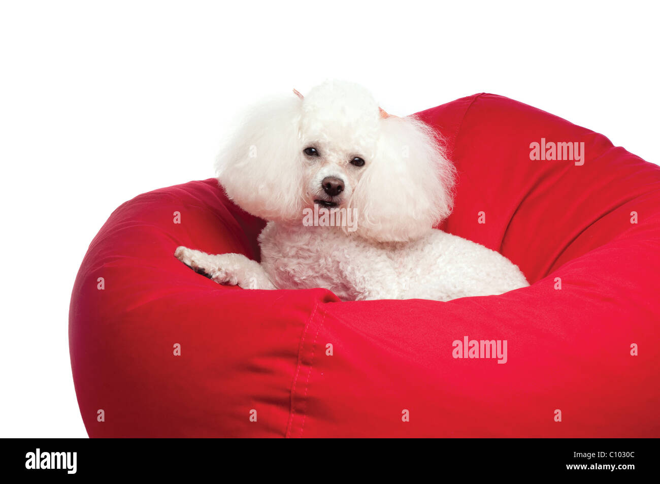 Un adorable Caniche toy blanc blottie dans une chaise de sac d'haricot rouge. Tourné en studio sur un fond transparent blanc isolé. Banque D'Images