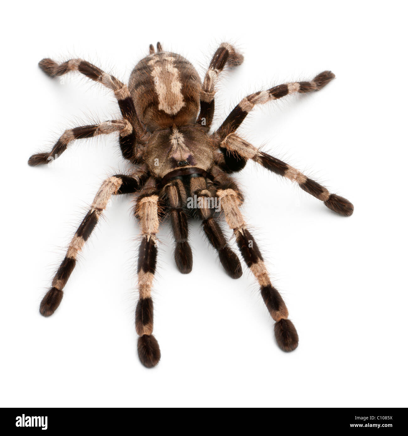 Tarantula spider, Poecilotheria Miranda, in front of white background Banque D'Images