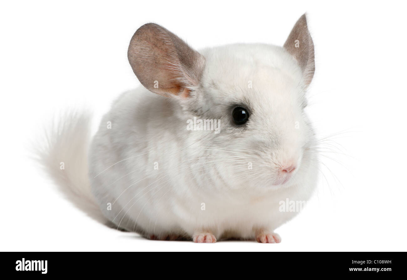 Wilson Chinchilla, 12 years old, in front of white background Banque D'Images