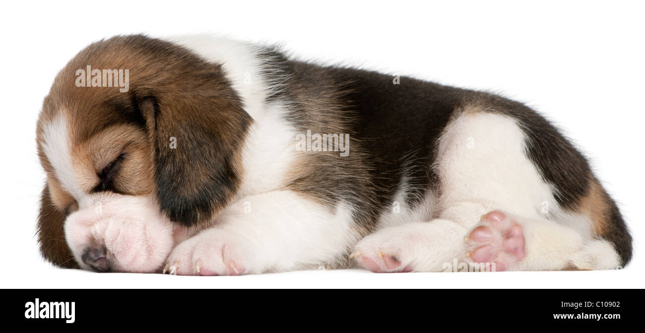 Beagle Puppy, 1 mois, in front of white background Banque D'Images