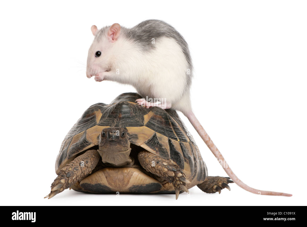 Le rat et la tortue d'Hermann, Testudo hermanni, in front of white background Banque D'Images