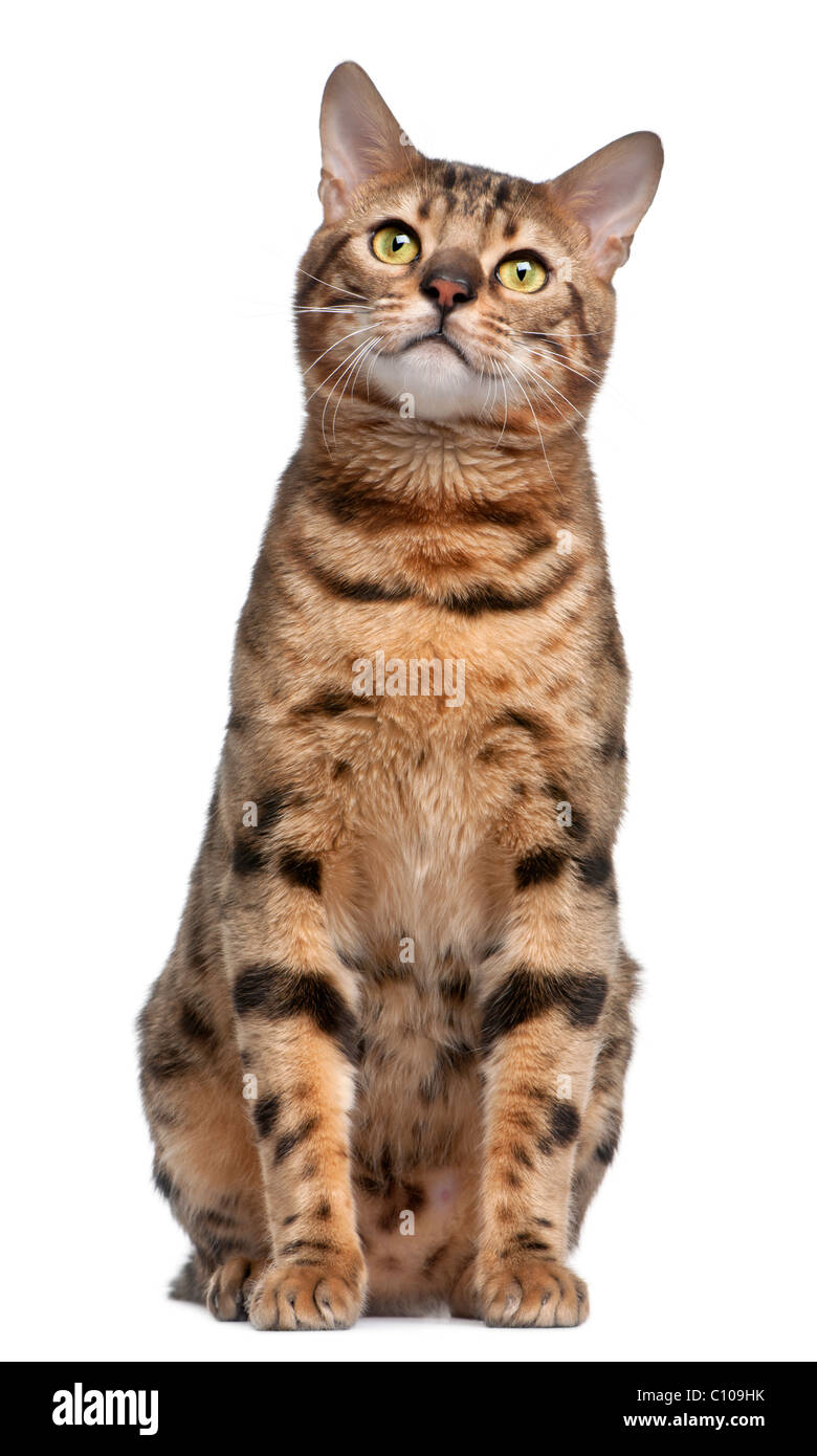 Chat Bengal, in front of white background Banque D'Images
