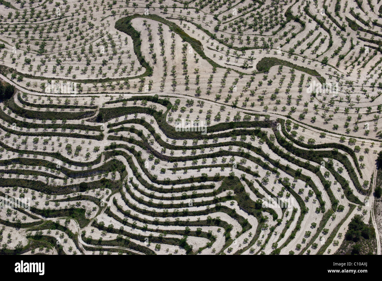 Terrasses en terrasses Espagne oliveraie verger agriculture jardin huerto Banque D'Images