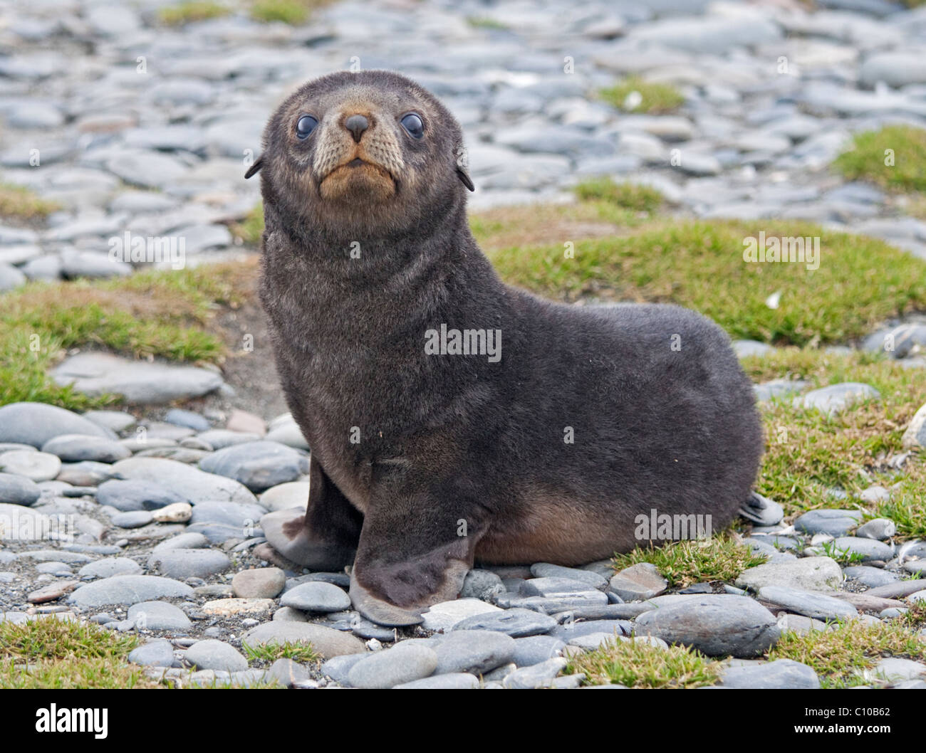 Otarie A Fourrure Antarctique Banque D Image Et Photos Alamy