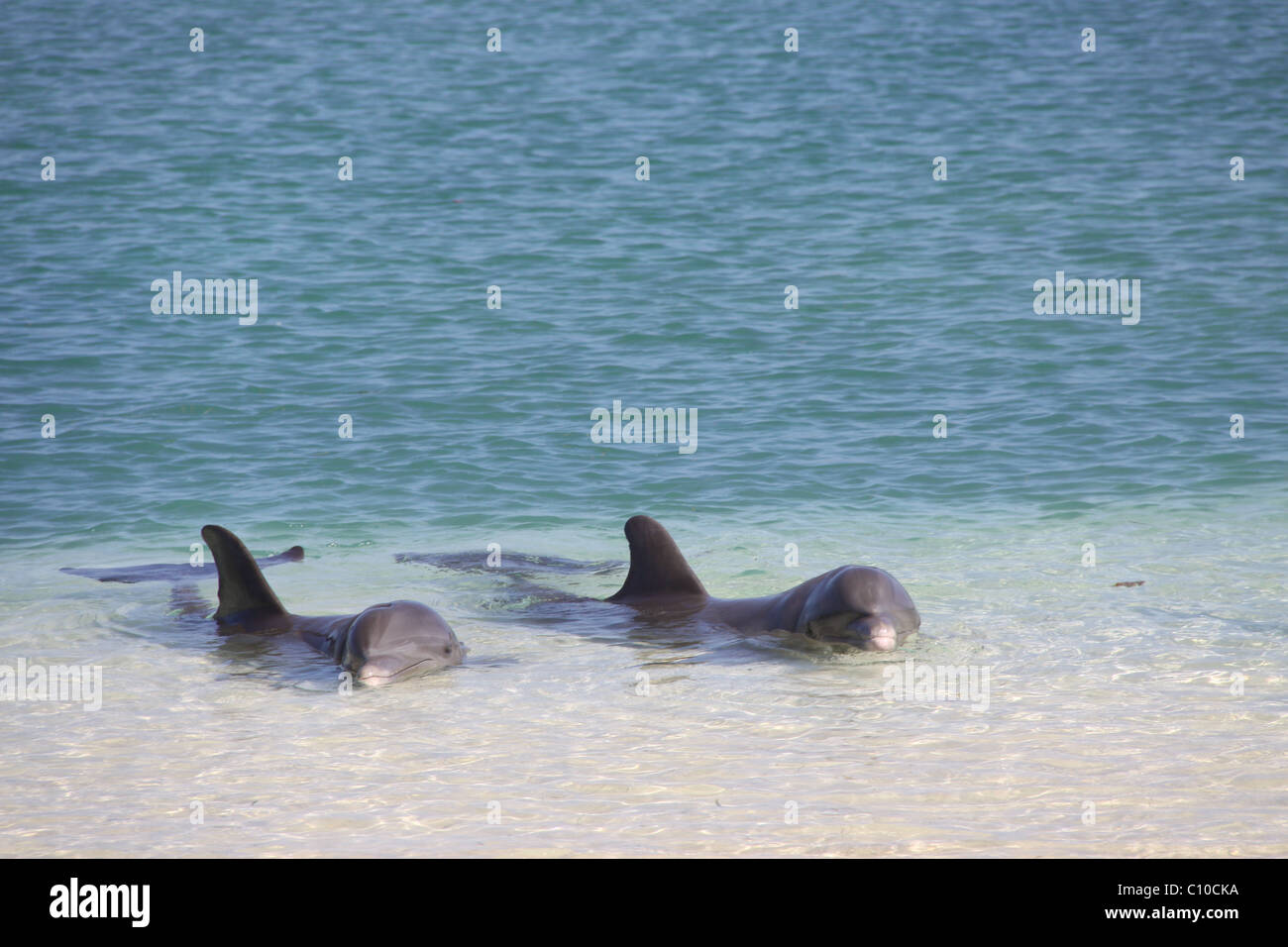 Dauphins dans la Jamaïque, demi-lune, Montego Bay Banque D'Images