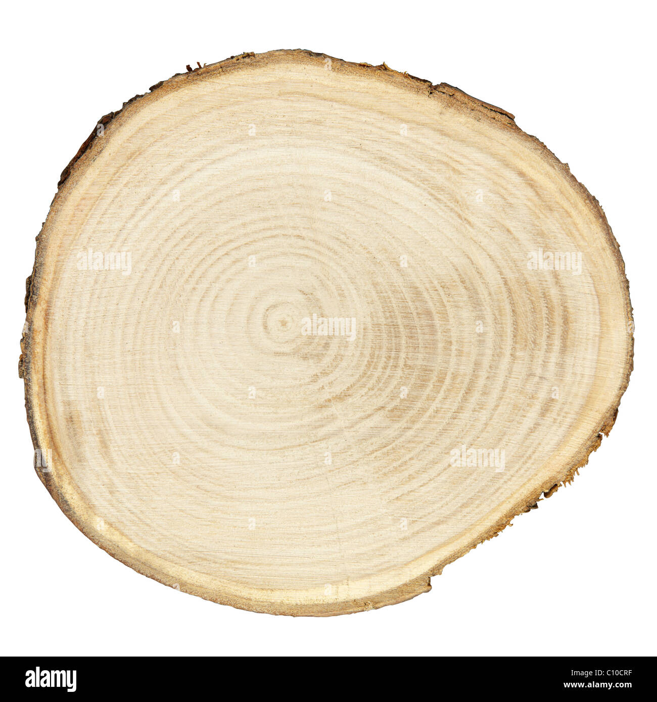 Section transversale du tronc de l'arbre isolé sur blanc Banque D'Images
