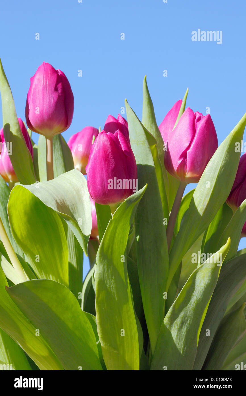 Tulipes Banque D'Images