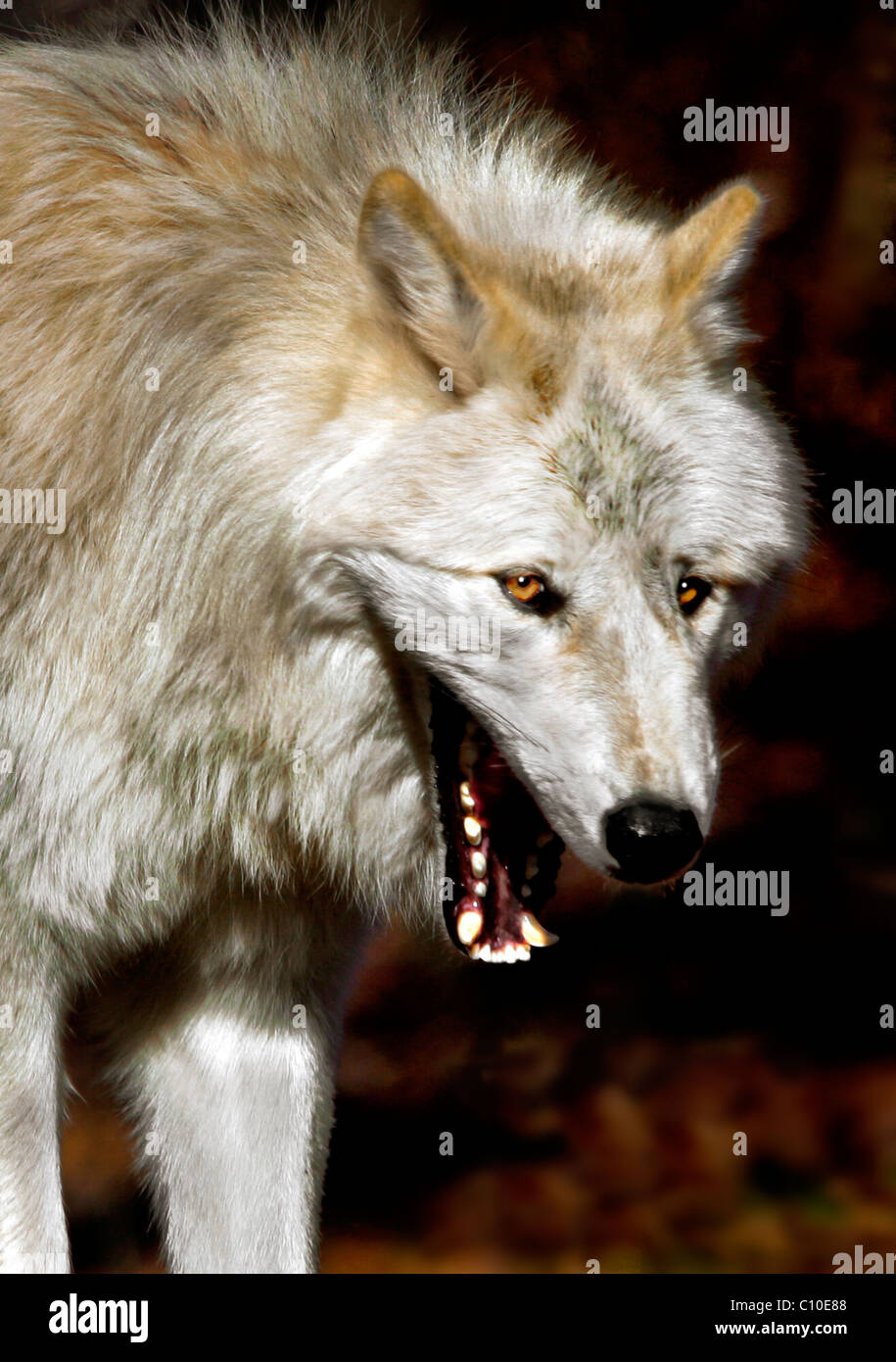 LOUP BLANC Banque D'Images