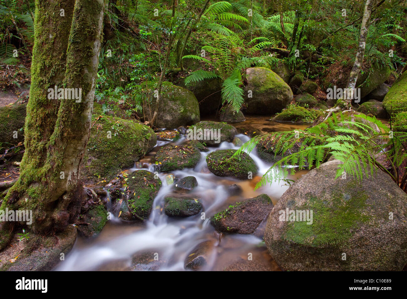 Creek, Gibraltar Range National Park, New South Wales, Australie Banque D'Images