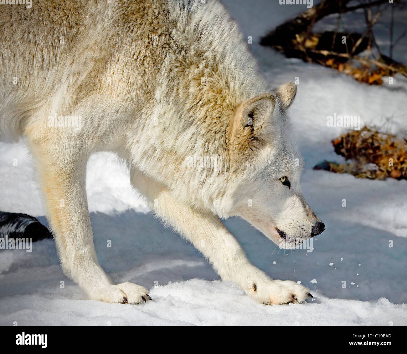 WOLF Banque D'Images