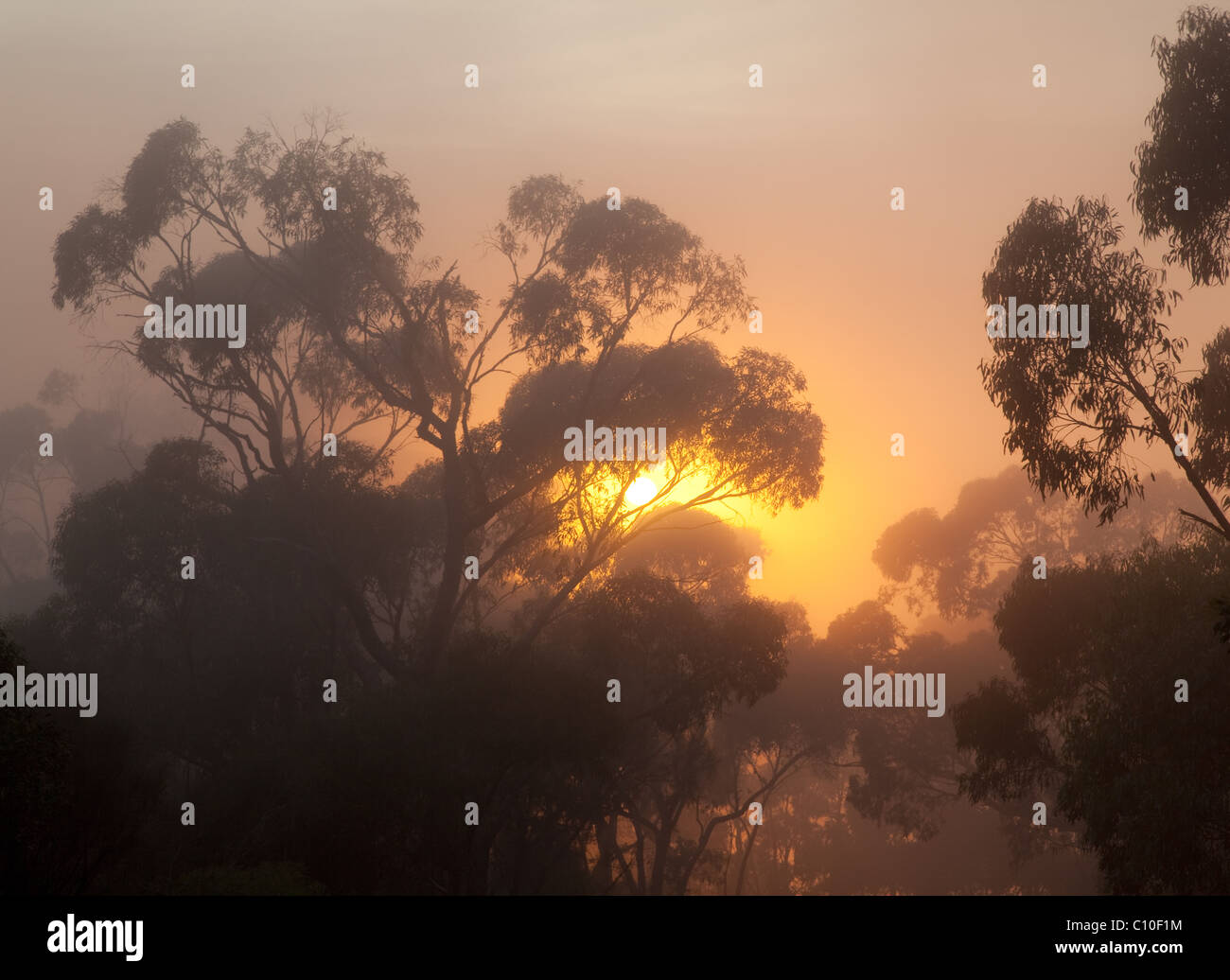 Lever du soleil, le brouillard et la Forêt, Parc National du Mont Remarkable, Australie du Sud, Australie Banque D'Images
