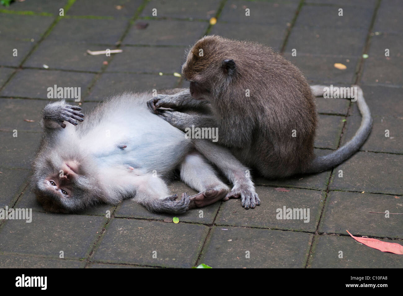 Les macaques à longue queue balinais en toilettage la forêt des singes à Ubud à Bali Banque D'Images