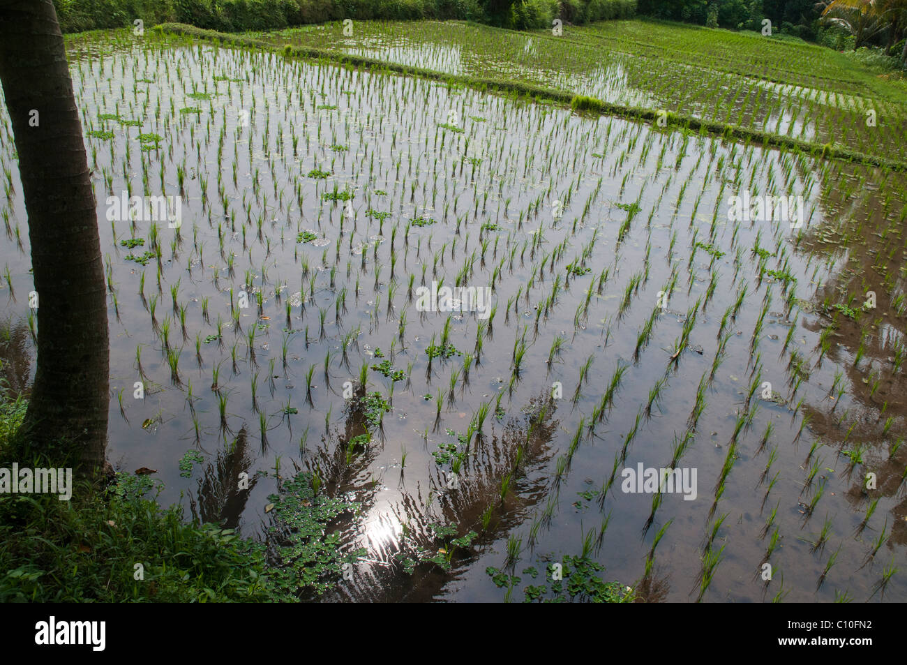 La culture du riz en Indonésie Bali Banque D'Images