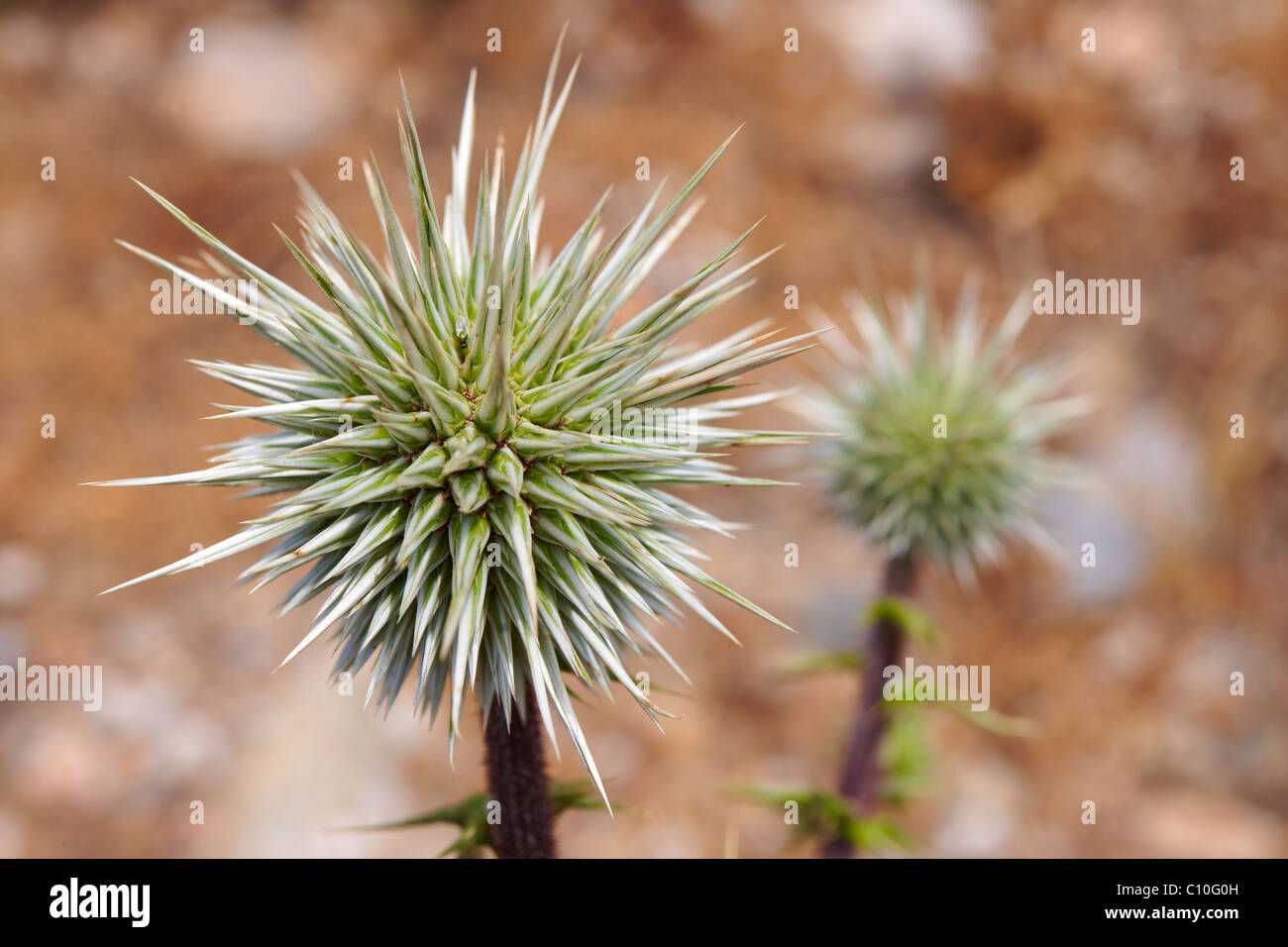 Graines de chardon sauvage, Syros Grèce Banque D'Images