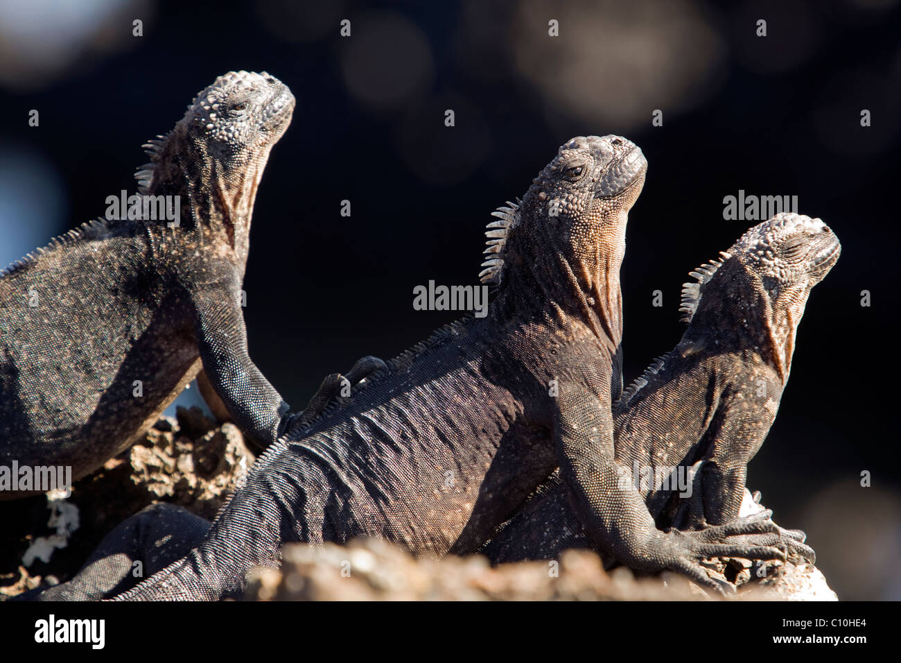 Iguanes marins - Islote Tintoreras - près de l'île Isabela, îles Galapagos, Equateur Banque D'Images