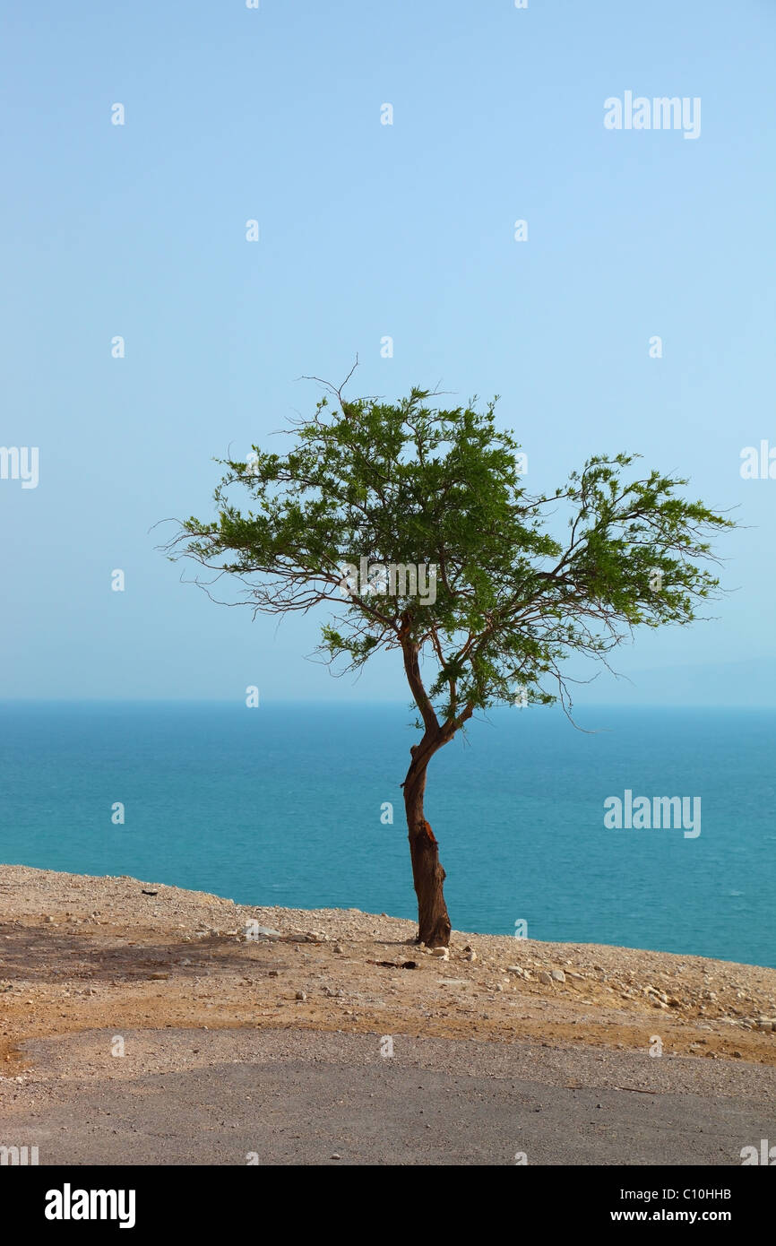 Arbre pittoresque sur la falaise au-dessus de la Mer Morte Banque D'Images